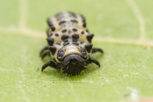 Réf. 347 747 : Chrysomela sp.